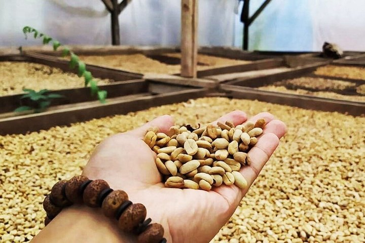 Coffee Road Excursion : plantation, processes, tasting and more - Photo 1 of 13